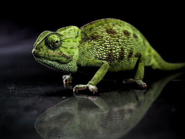 Chameleon